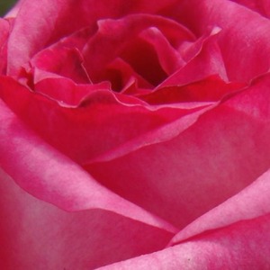 Na spletni nakup vrtnice - Belo - Roza - Vrtnica čajevka - Vrtnica intenzivnega vonja - Rosa Kordes' Perfecta® - Reimer Kordes - Intenzivne barve, veliko cvetov ki so dolgo obstojni